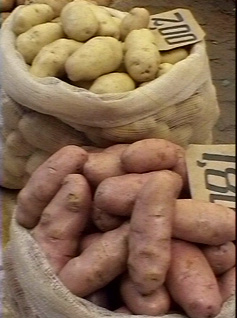 feiradarwin_batatas.jpg (41915 bytes)